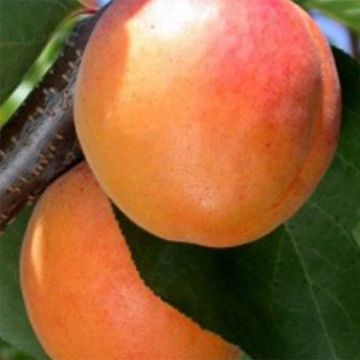 Prunus armeniaca Tardif de Tain Apricot Tree