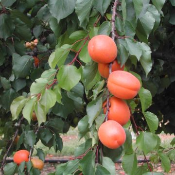 Prunus armeniaca Tom Cot - Apricot Tree