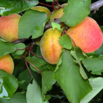 Prunus armeniaca Polonais - Apricot Tree