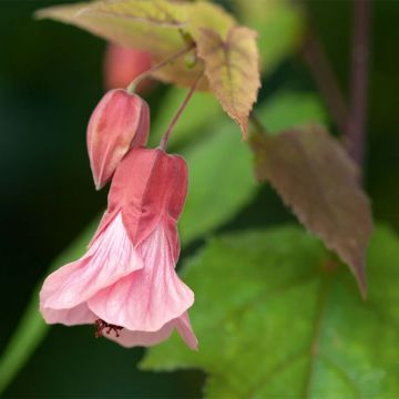 Abutilon x megapotamicum Pink Charm