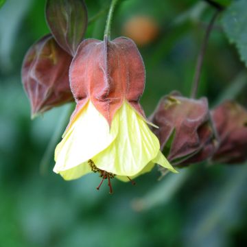 Abutilon megapotamicum Ines - Indian Mallow