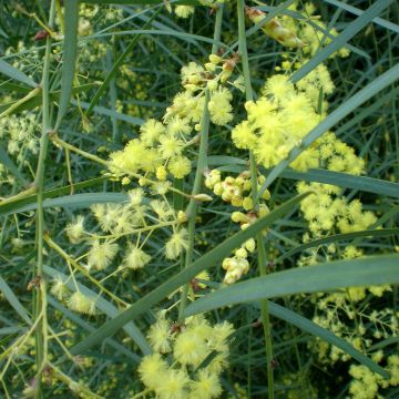 Acacia iteaphylla