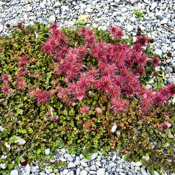 Acaena microphylla Dichte Matte