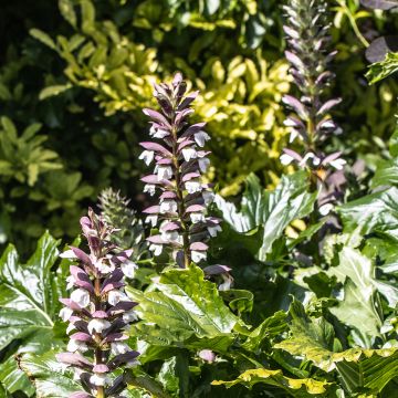 Acanthus hungaricus White Lips - Bear's Breech