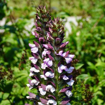 Acanthus Morning Candle - Bear's Breech