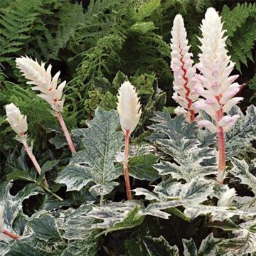 Acanthus mollis Whitewater - Bear's Breech