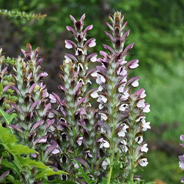 Acanthus mollis, Acanthe à feuilles molles