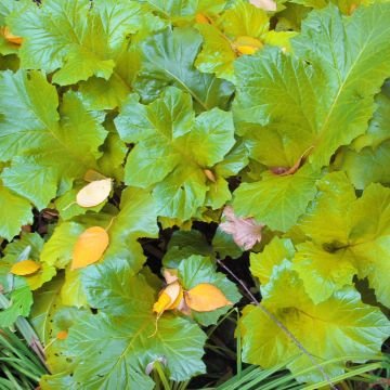 Acanthus mollis Hollards Gold - Bear's Breech