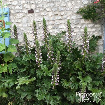 Acanthus mollis Latifolius - Bear's Breech