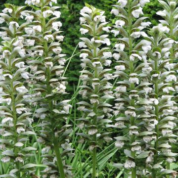 Acanthus mollis Rue Ledan - Bear's Breech