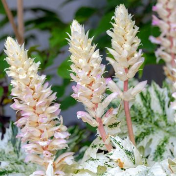 Acanthus mollis Tasmanian Angel - Bear's Breech