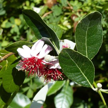 Feijoa sellowiana Coolidge