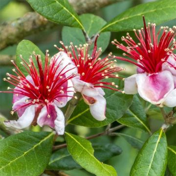 Acca sellowiana Gemini - Feijoa