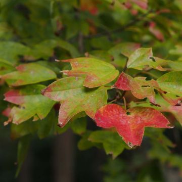 Acer buergerianum - Maple