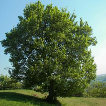 Acer campestre - Maple