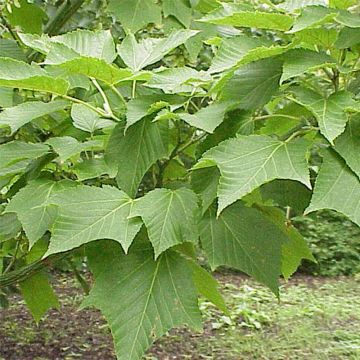 Acer capillipes - Maple