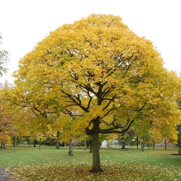 Acer cappadocicum Aureum - Maple