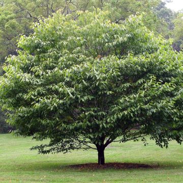 Acer carpinifolium - Maple