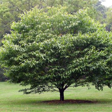 Acer carpinifolium 