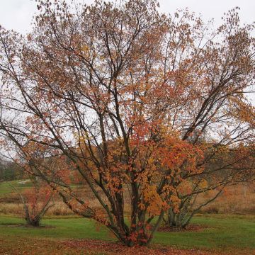 Acer tataricum subsp. ginnala - Maple