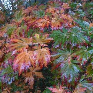 Acer japonicum Aconitifolium - Japanese Maple