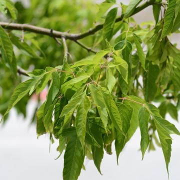 Acer negundo - Maple