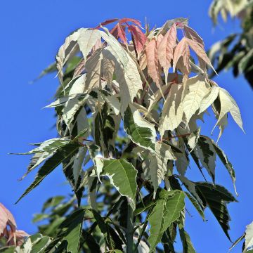 Acer negundo Flamingo - Maple