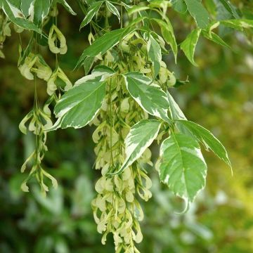 Acer negundo Variegatum - Maple