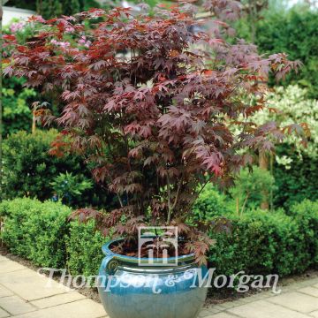 Acer palmatum - Japanese Maple