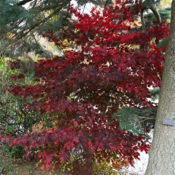 Acer palmatum Bloodgood