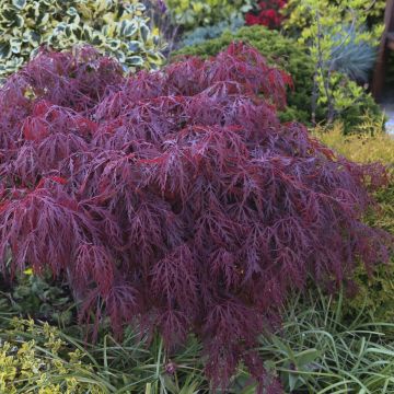 Acer palmatum ssp dissectum  Crimson Queen