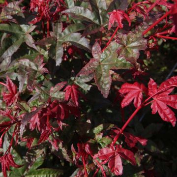 Acer palmatum Deshojo - Japanese Maple