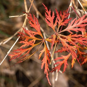 Acer palmatum Orangeola - Japanese Maple