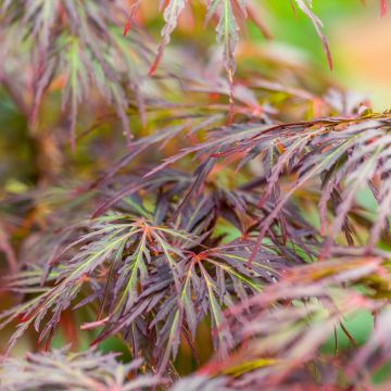 Acer palmatum Dissectum Ornatum - Japanese Maple