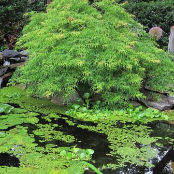 Acer palmatum Dissectum Viridis - Japanese Maple