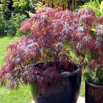 Acer palmatum Dissectum Inaba-Shidare