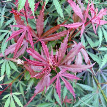 Acer palmatum Jerre Schwartz