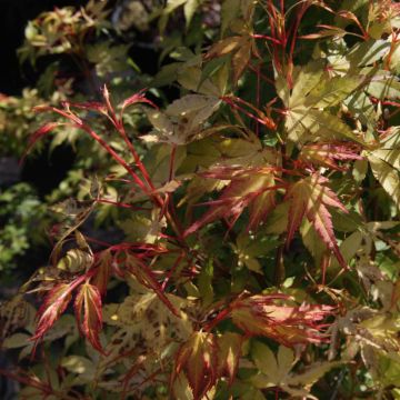 Acer palmatum Katsura - Japanese Maple