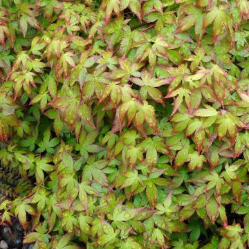 Acer palmatum Little Princess - Japanese Maple