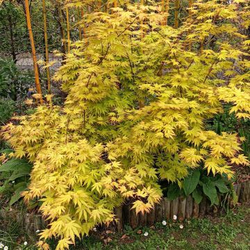 Acer palmatum Orange Dream - Japanese Maple