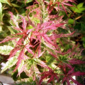 Acer palmatum Phoenix - Japanese Maple