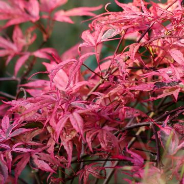 Acer palmatum Pink Passion - Japanese Maple