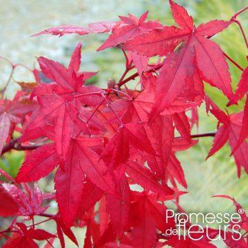 Acer palmatum Redwine - Japanese Maple