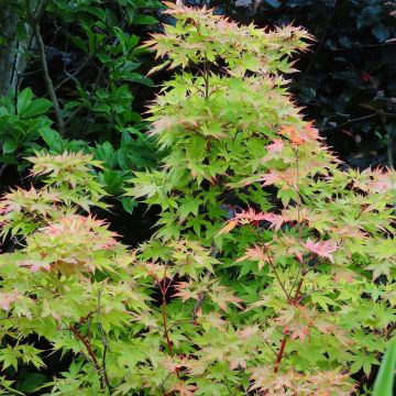 Acer palmatum Sangokaku - Japanese Maple