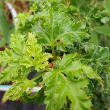 Acer palmatum Shishigashira - Japanese Maple