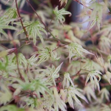 Acer palmatum Uki-gumo - Japanese Maple