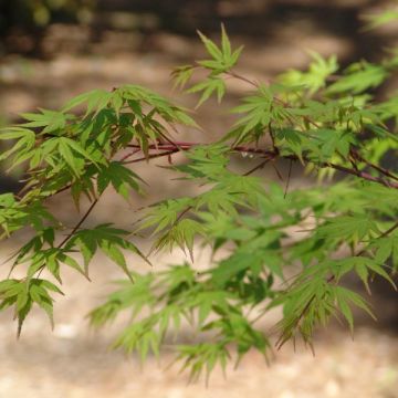 Acer palmatum  