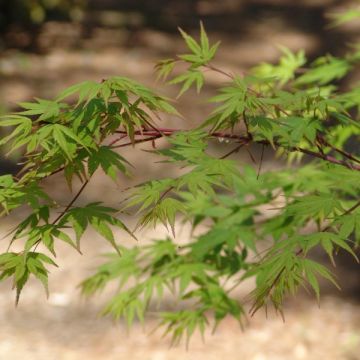 Acer palmatum - Japanese Maple