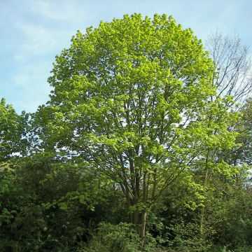 Acer platanoides - Maple