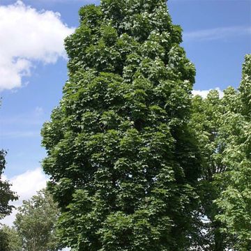 Acer platanoides Columnare - Érable plane